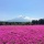 In the Pink: Fuji Shibazakura Festival